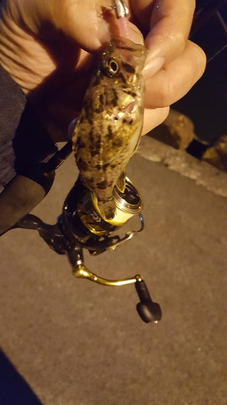 雨後の濁りのなかメバリング