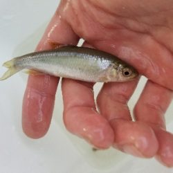 淡水小物釣り ~まだ活性低いかな~