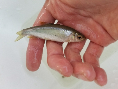 淡水小物釣り ~まだ活性低いかな~