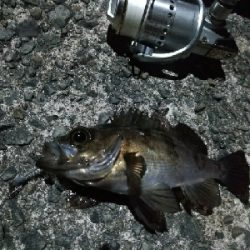 メバリング堪能