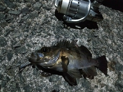 メバリング堪能