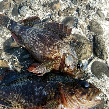 花見ガレイを狙いに･･･