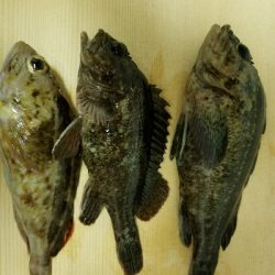 やっぱり穴釣り