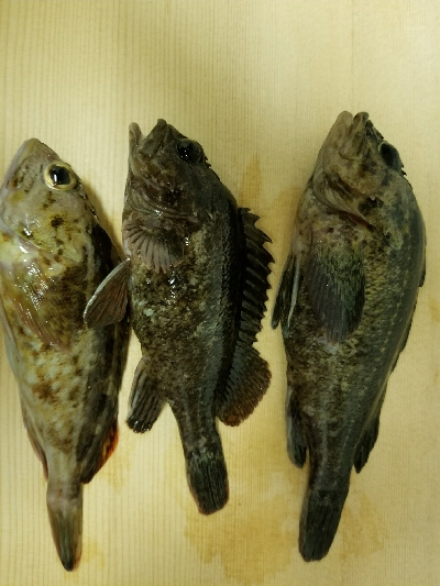 やっぱり穴釣り