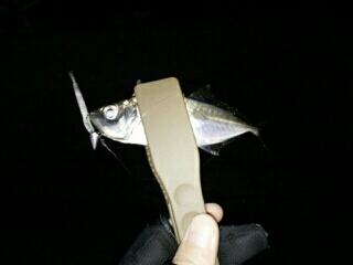 沼島遠征釣行その1