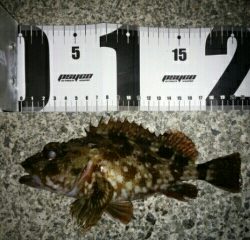 沼島遠征釣行その2