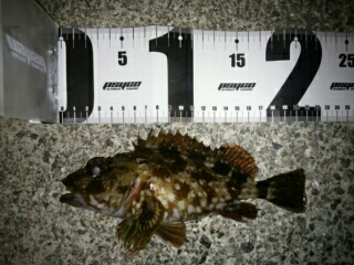 沼島遠征釣行その2