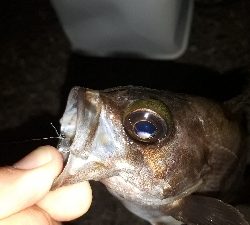 この潮、いける潮(笑)