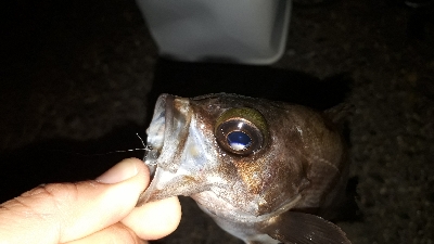 この潮、いける潮(笑)