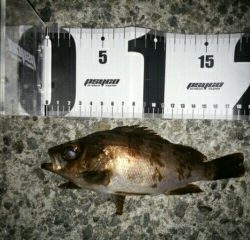 沼島遠征釣行その3