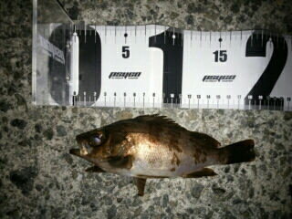 沼島遠征釣行その3