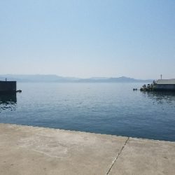 イワシ釣り ~ノマセは不発