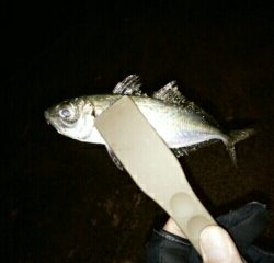 沼島遠征釣行その4（最終日）