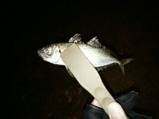 沼島遠征釣行その4（最終日）
