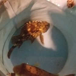 ガシラ釣り　～大物連発！～