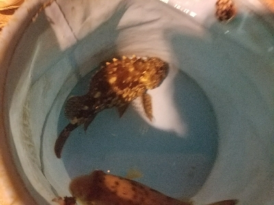 ガシラ釣り　～大物連発！～