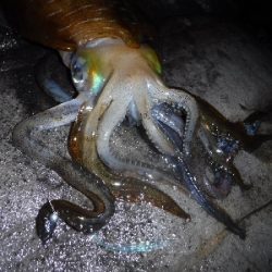 メバル狙いでしたが…