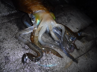 メバル狙いでしたが…