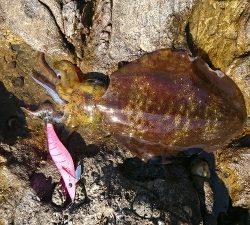 エギング釣行その9