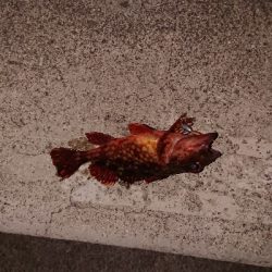 短時間のメバリング