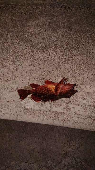 短時間のメバリング