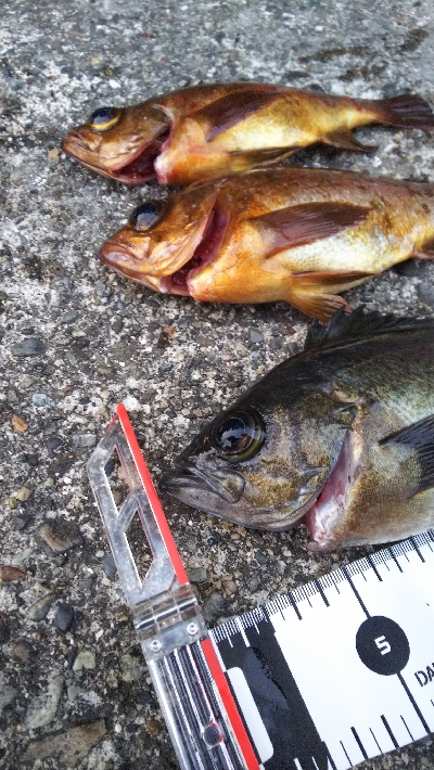 メバル初釣果