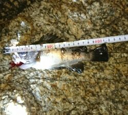 メバル20㎝越え