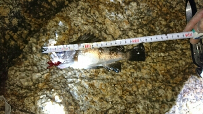 メバル20㎝越え