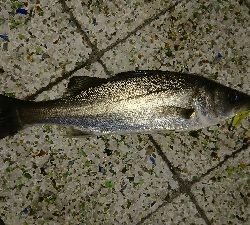 メバル少ないす。