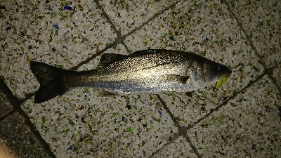 メバル少ないす。