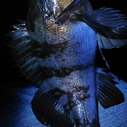 爆風メバリング！