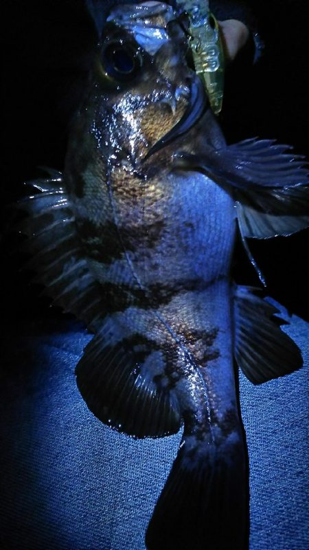 爆風メバリング！