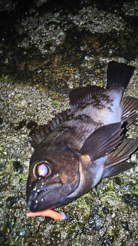 久々の大漁！( ￣▽￣)