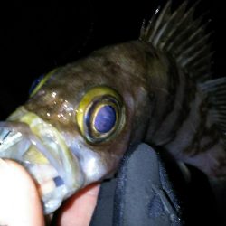 好調メバリング！( ￣▽￣)