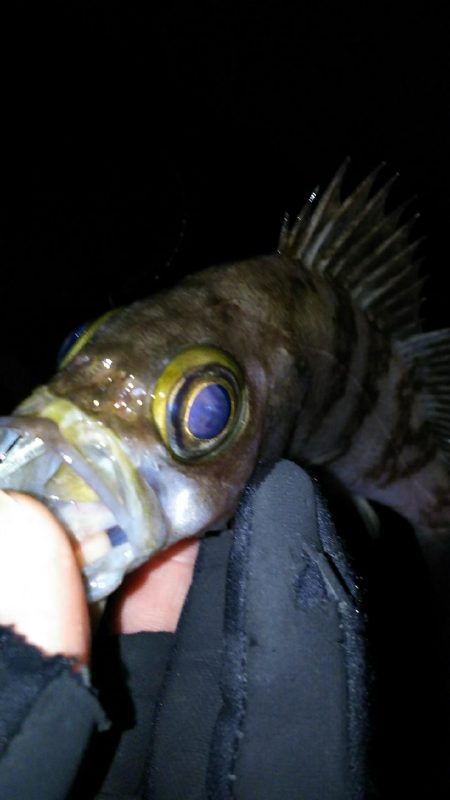 好調メバリング！( ￣▽￣)