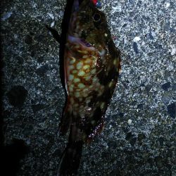 有田周辺をランガン