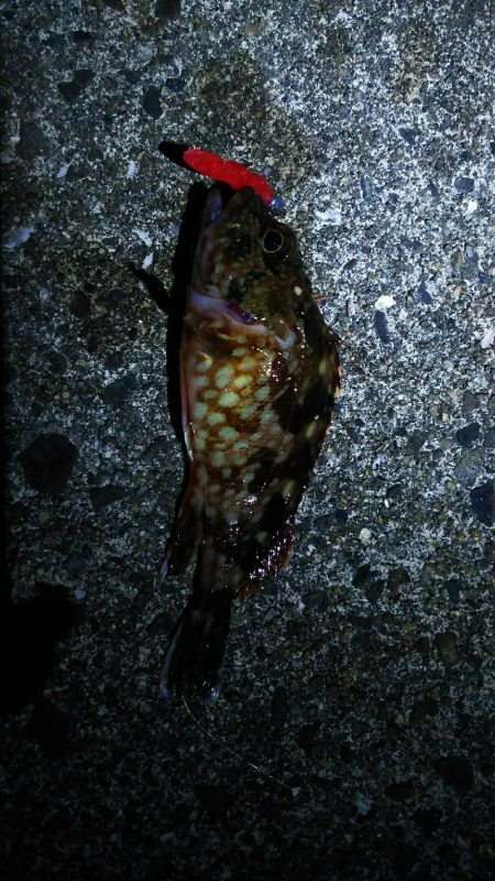 有田周辺をランガン