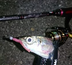 数釣りアジング❗