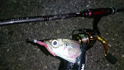 数釣りアジング❗