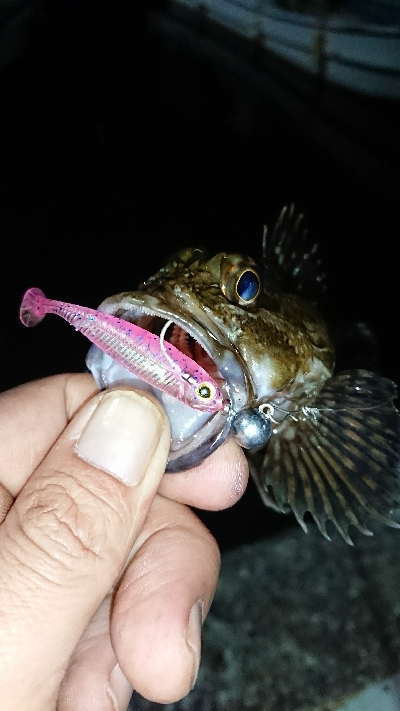 他魚種満載！