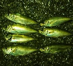 アジだアジだワッショイワッショイ