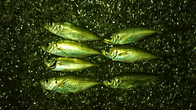 アジだアジだワッショイワッショイ