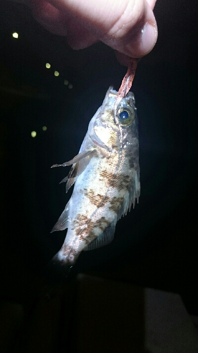 気配はあるが…