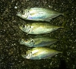 劇アーレーの豆マーメー