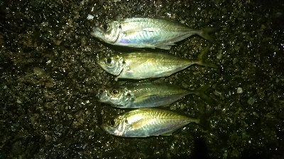 劇アーレーの豆マーメー