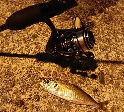 アジとアラハダ