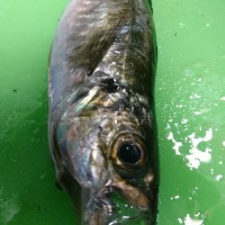 有田ランガン 2