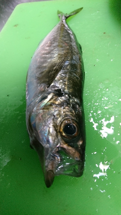 有田ランガン 2