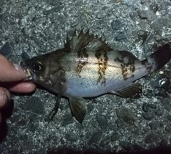 有田ランガン 3