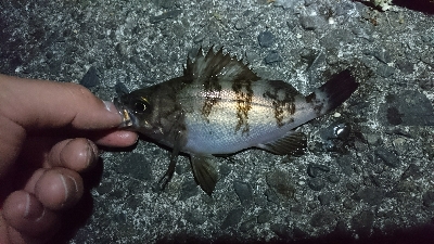 有田ランガン 3